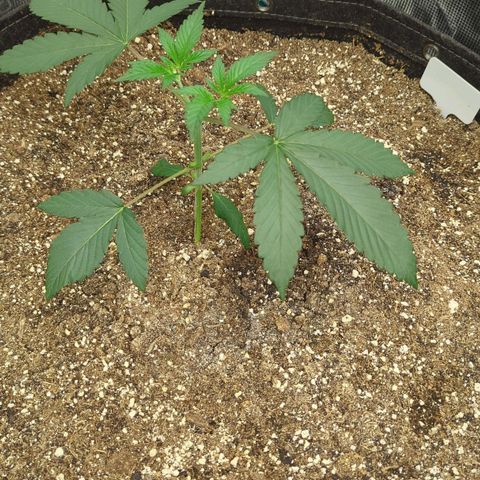 Four Peaks growlog photo: Topped