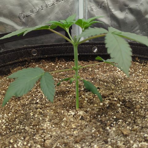 Four Peaks growlog photo: Topped
