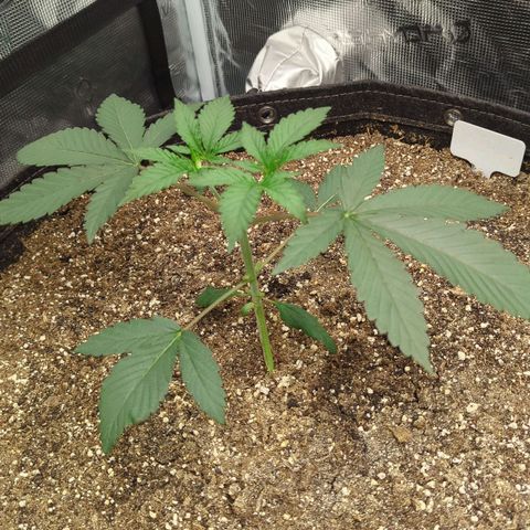 Four Peaks growlog timeline photo