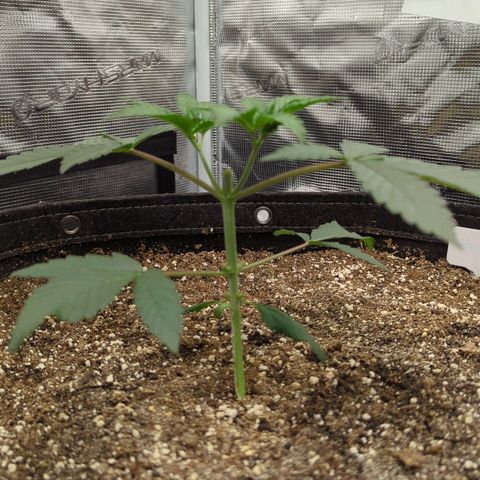 Four Peaks growlog timeline photo