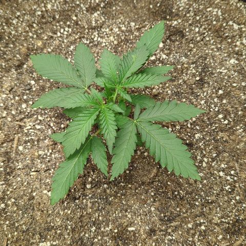 Purple Panty Dropper growlog timeline photo