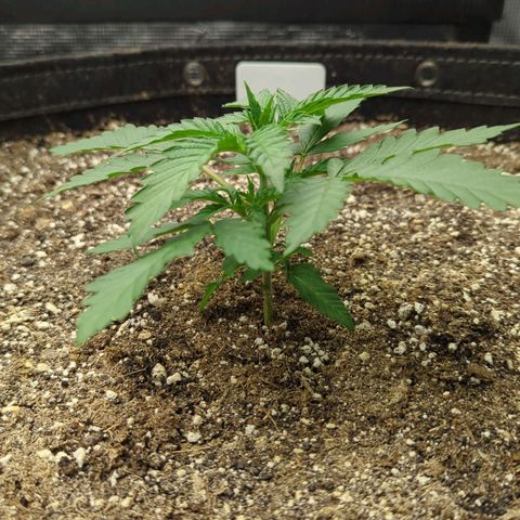 Purple Panty Dropper growlog timeline photo