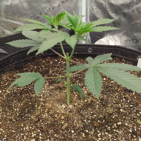Four Peaks growlog timeline photo