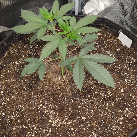 Four Peaks growlog timeline photo