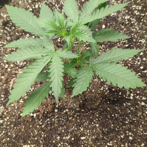 Purple Panty Dropper growlog timeline photo