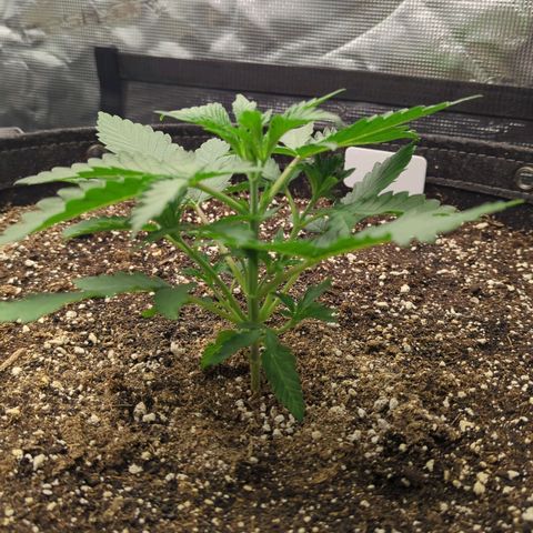 Purple Panty Dropper growlog timeline photo