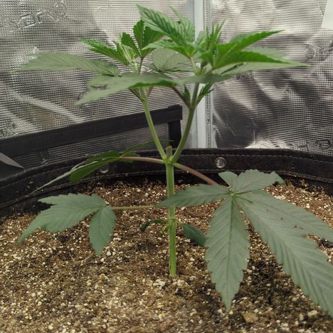 Four Peaks growlog timeline photo