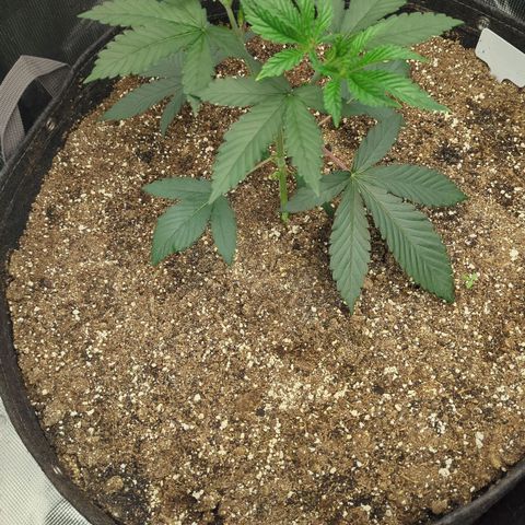 Four Peaks growlog timeline photo