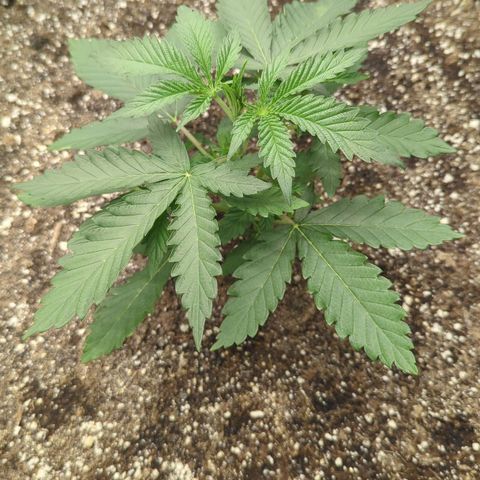 Purple Panty Dropper growlog timeline photo