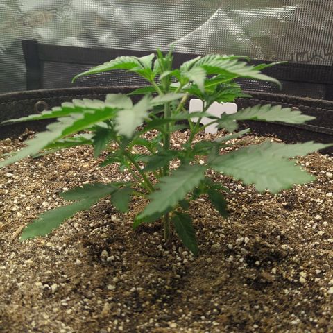 Purple Panty Dropper growlog timeline photo