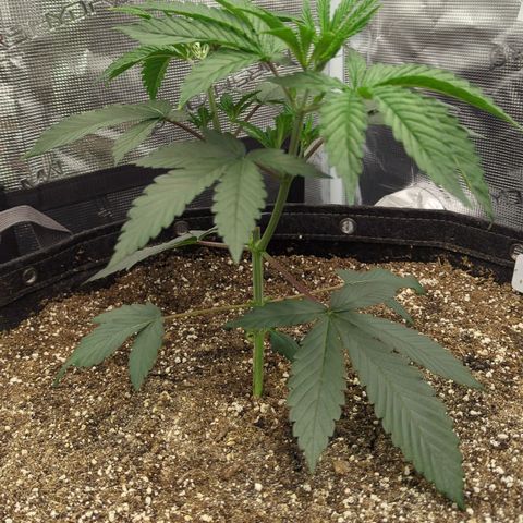 Four Peaks growlog timeline photo
