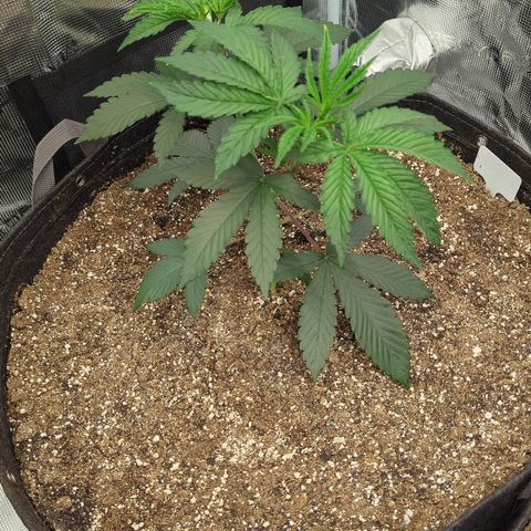 Four Peaks growlog timeline photo