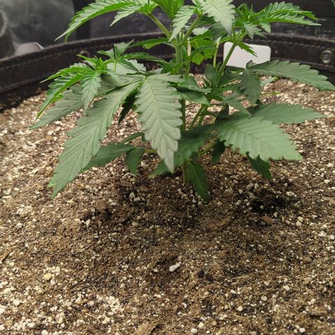 Purple Panty Dropper growlog timeline photo