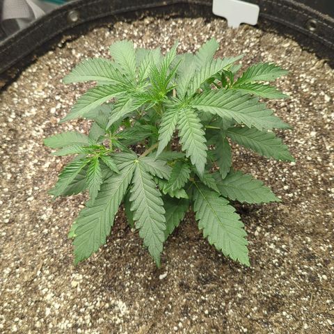 Purple Panty Dropper growlog timeline photo