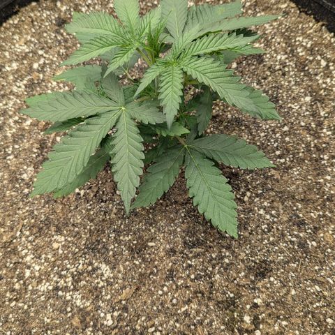 Purple Panty Dropper growlog timeline photo