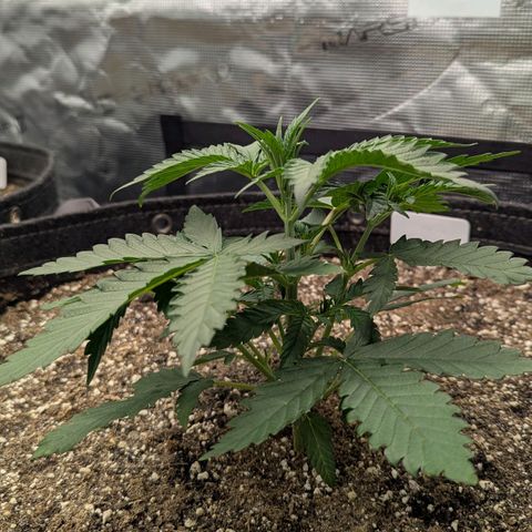 Purple Panty Dropper growlog timeline photo