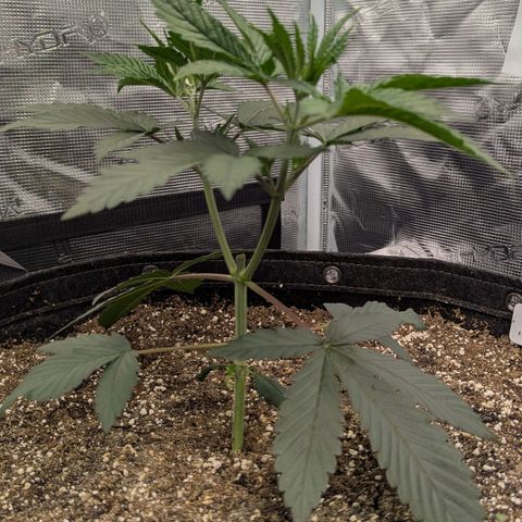Four Peaks growlog timeline photo