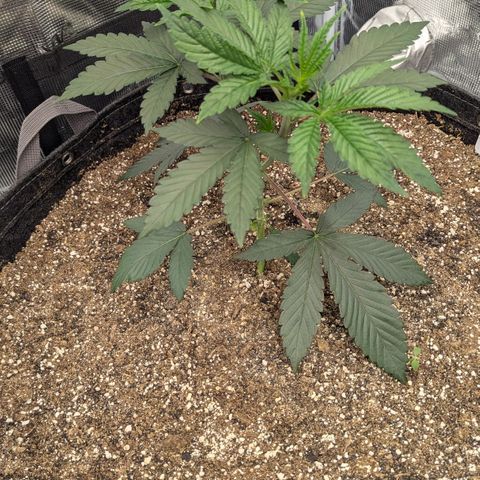 Four Peaks growlog timeline photo