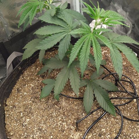 Four Peaks growlog timeline photo