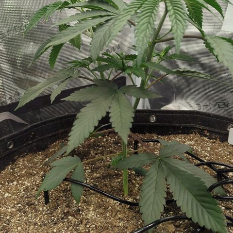 Four Peaks growlog timeline photo
