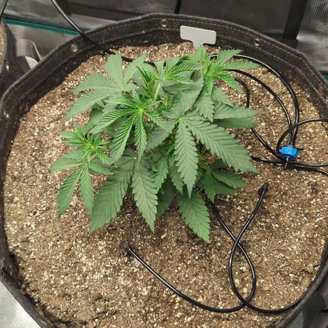 Purple Panty Dropper growlog timeline photo