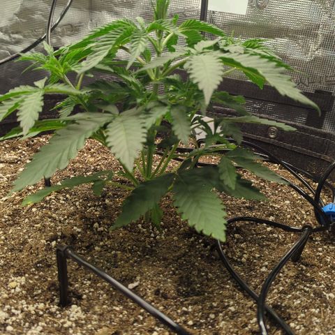 Purple Panty Dropper growlog timeline photo