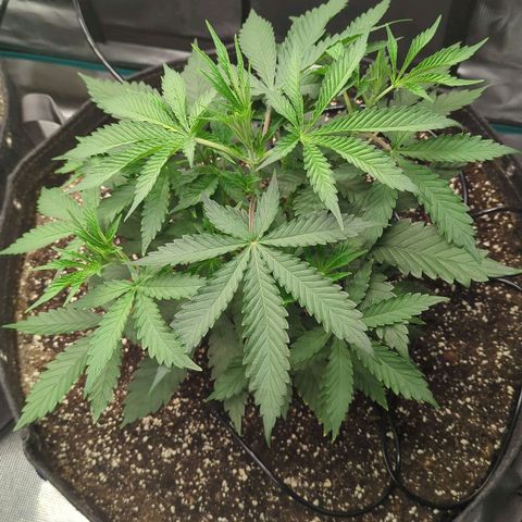 Purple Panty Dropper growlog timeline photo