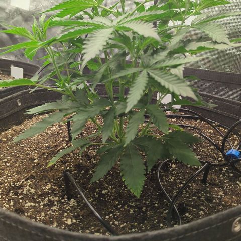 Purple Panty Dropper growlog timeline photo