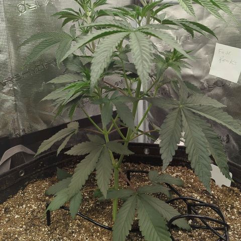 Four Peaks growlog timeline photo