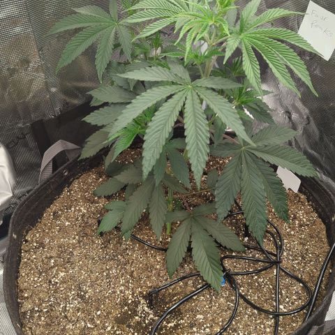 Four Peaks growlog timeline photo