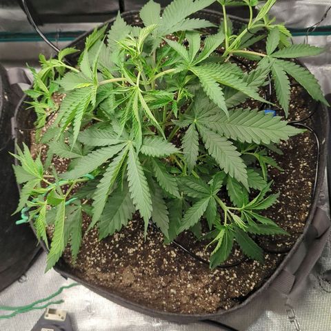 Purple Panty Dropper growlog timeline photo