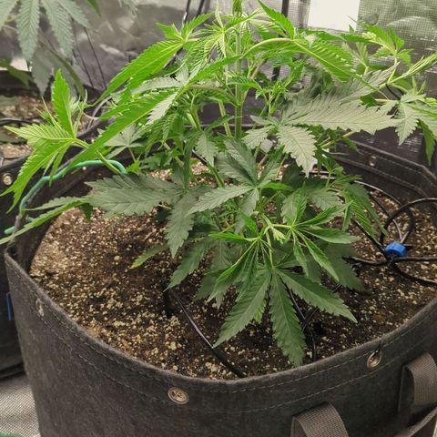 Purple Panty Dropper growlog timeline photo