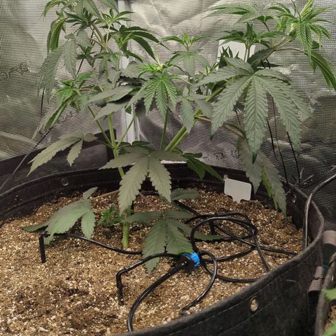 Four Peaks growlog timeline photo