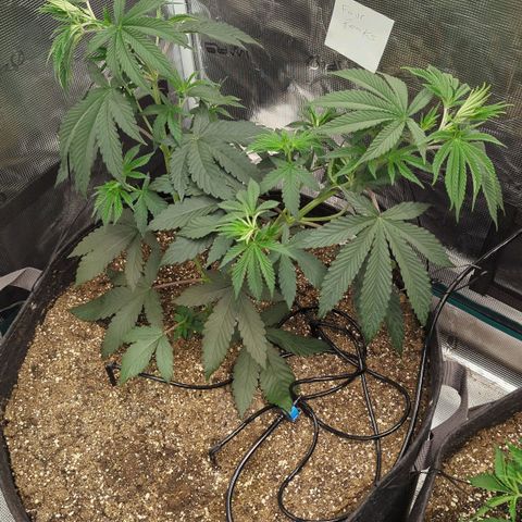Four Peaks growlog timeline photo