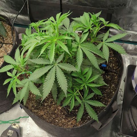 Purple Panty Dropper growlog timeline photo