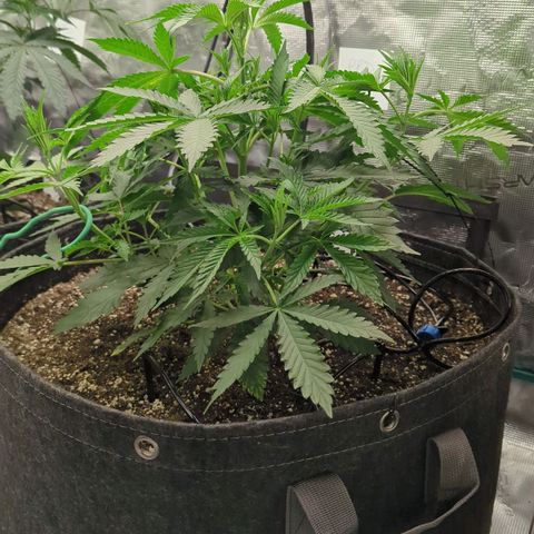 Purple Panty Dropper growlog timeline photo