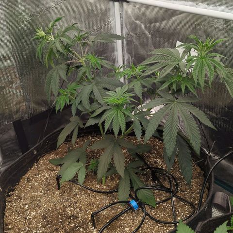 Four Peaks growlog timeline photo