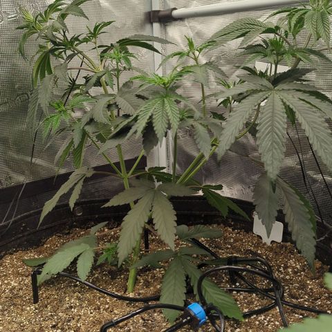 Four Peaks growlog timeline photo