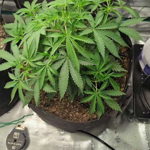 Purple Panty Dropper growlog timeline photo