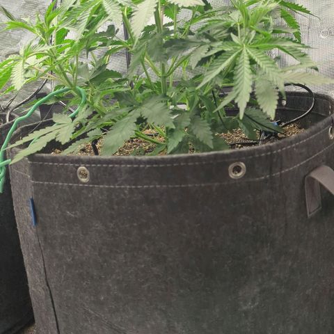 Purple Panty Dropper growlog timeline photo