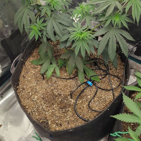 Four Peaks growlog timeline photo