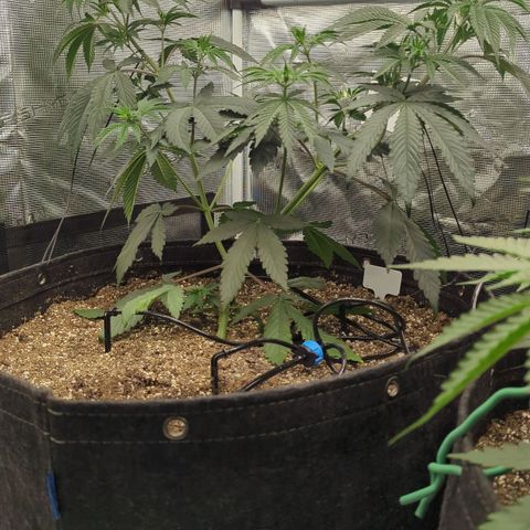 Four Peaks growlog timeline photo