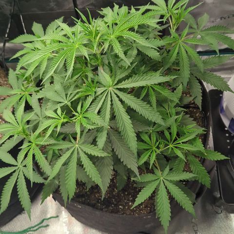 Purple Panty Dropper growlog timeline photo