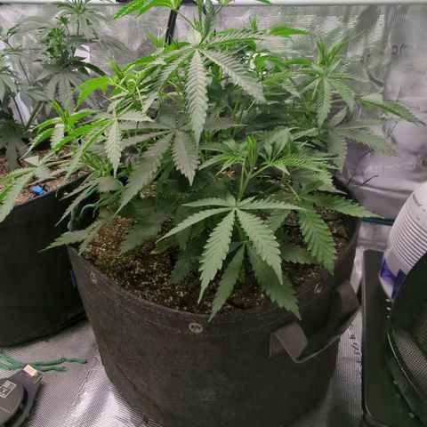Purple Panty Dropper growlog timeline photo
