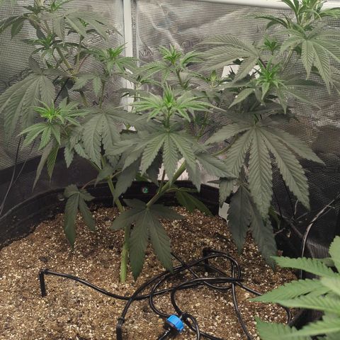 Four Peaks growlog timeline photo