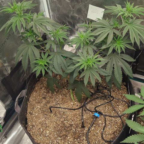 Four Peaks growlog timeline photo