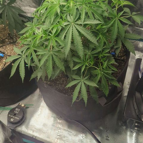 Purple Panty Dropper growlog timeline photo