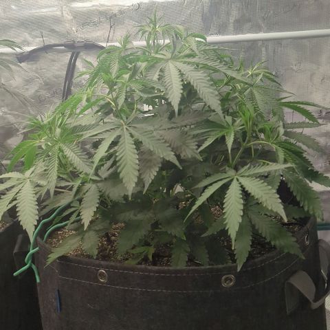 Purple Panty Dropper growlog timeline photo