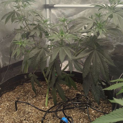 Four Peaks growlog timeline photo