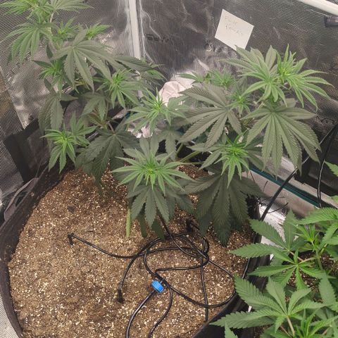 Four Peaks growlog timeline photo